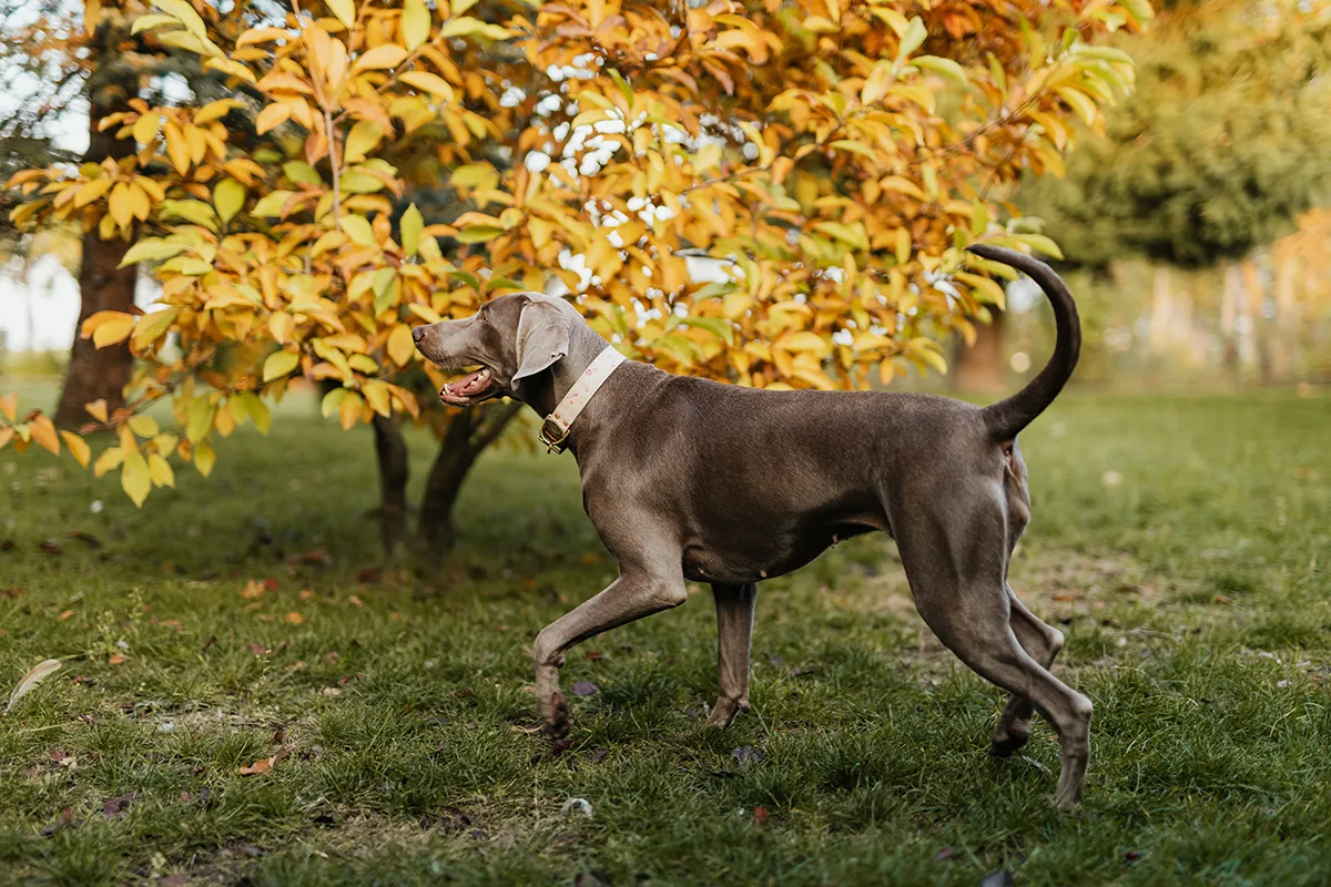 pet joint supplement