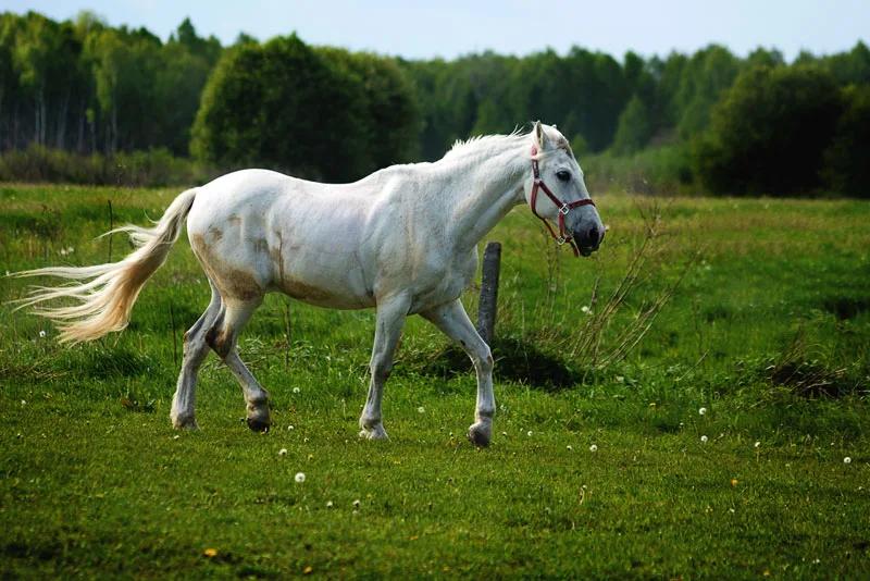 Echinacea purpurea for horses