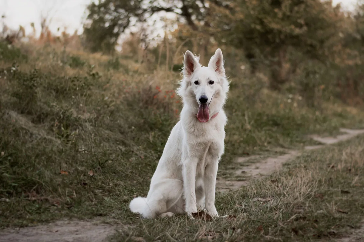 Probiotics for dogs