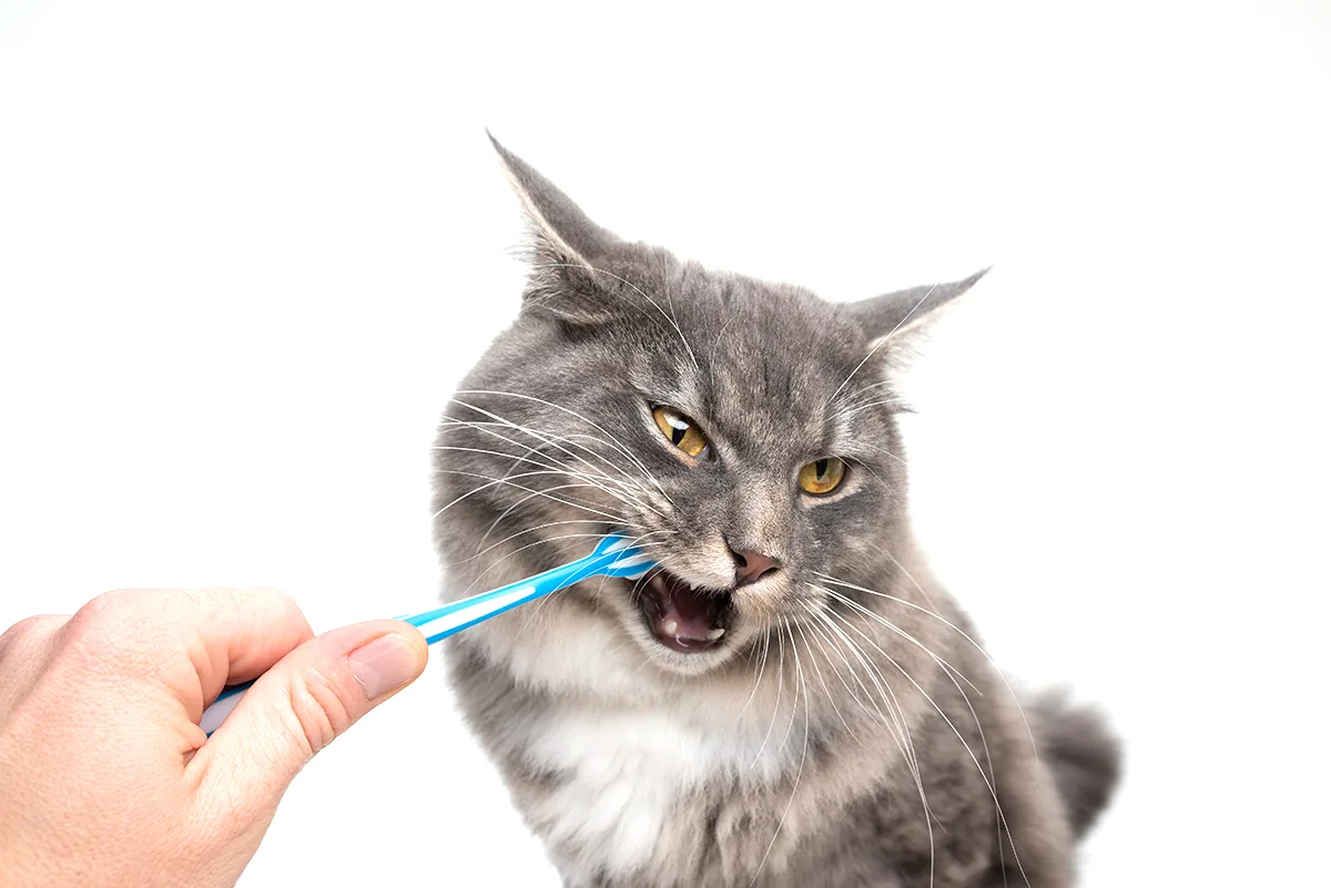 Cleaning cat teeth