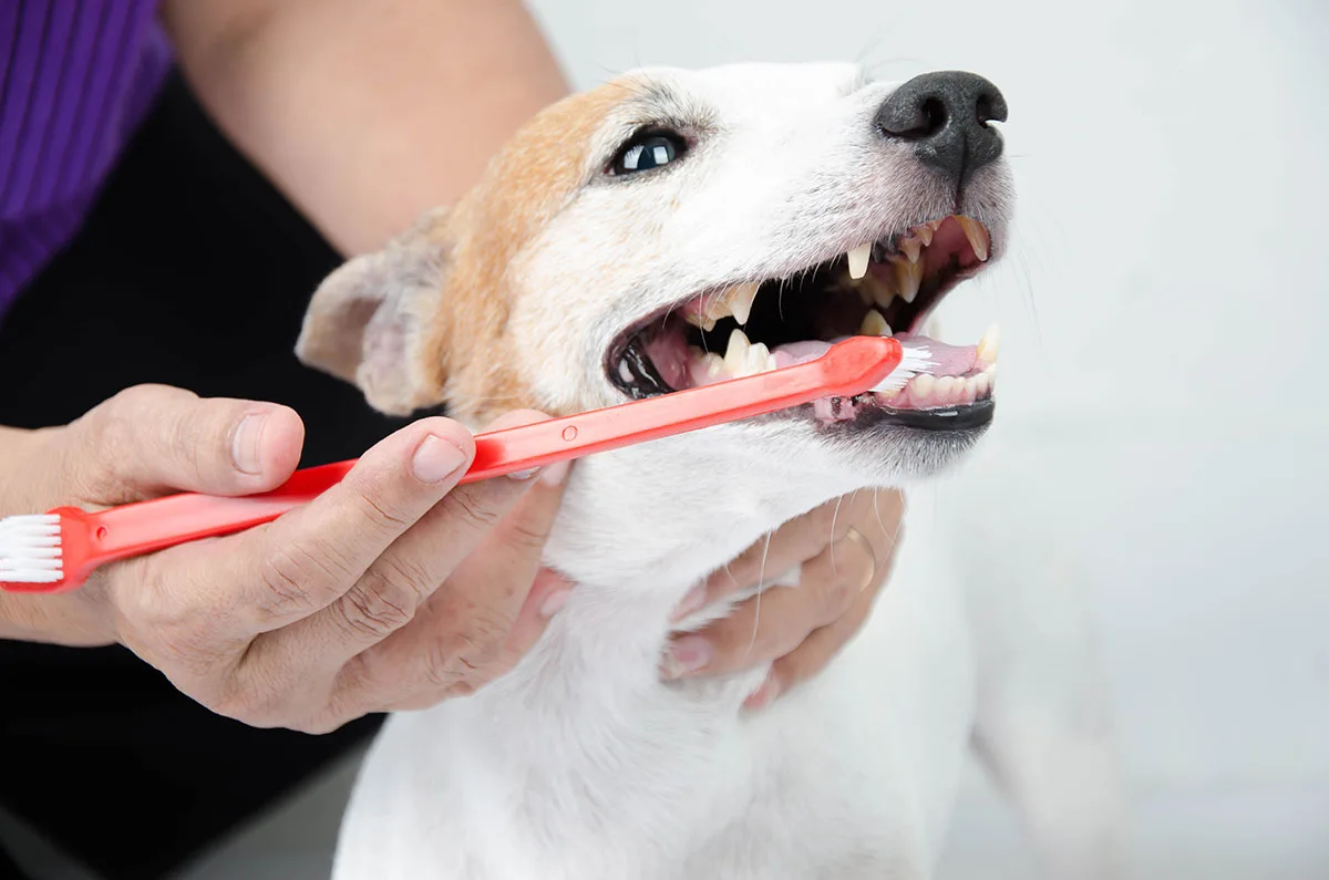 How to clean dogs teeth