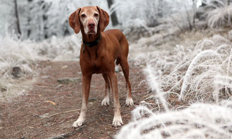 exercising you dog in winter