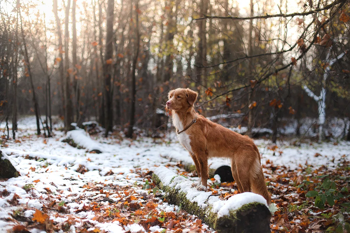 cold weather and pets joints