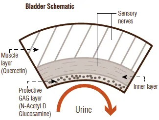 bladder health in cats