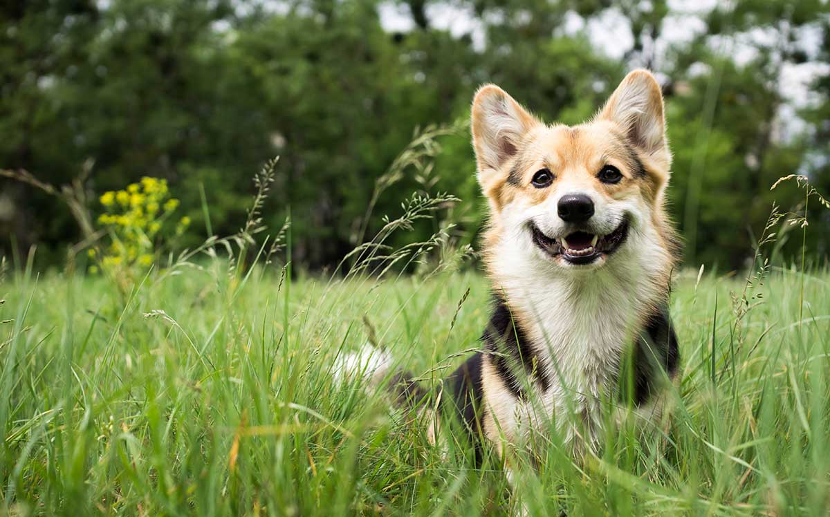 dog with dry skin