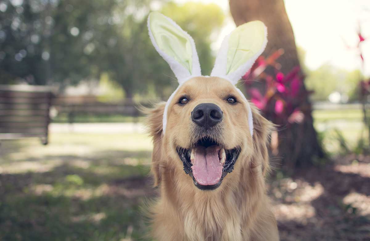 Top tips for pet owners at Easter