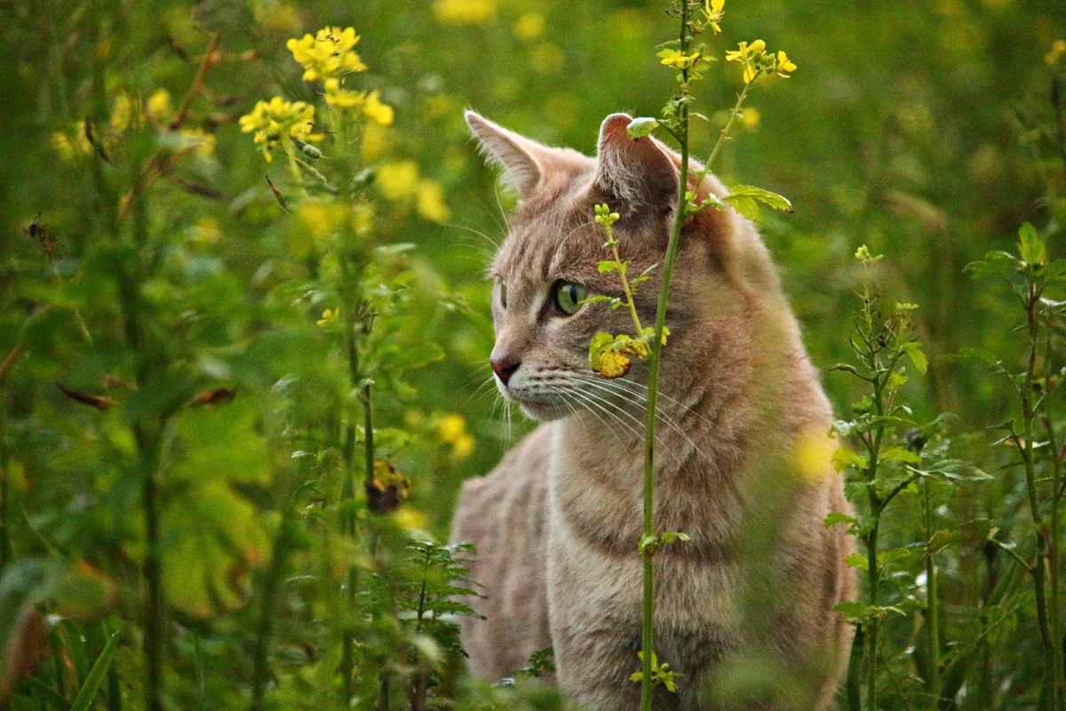 Top tips for pet owners during spring