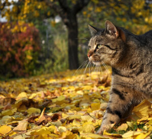 Top tips for pet owners during autumn