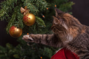 Top tips for pet owners at Christmas