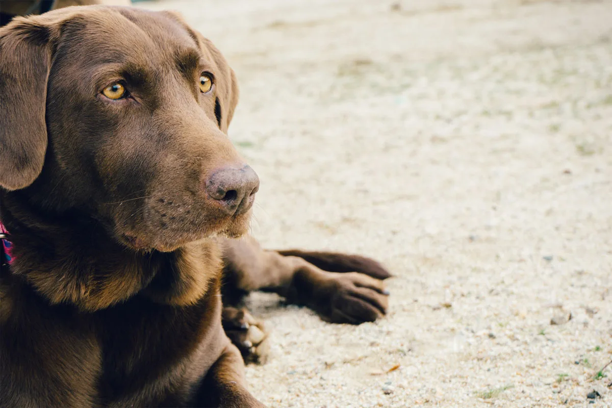 Obesity in dogs is a common problem and like humans, a balanced diet and the right amount of exercise will help to maintain a healthy weight for your dog.