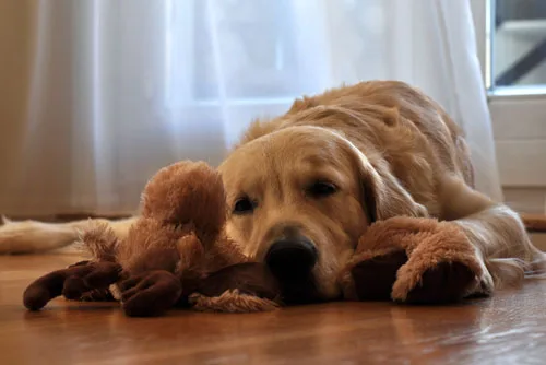 anxious dog