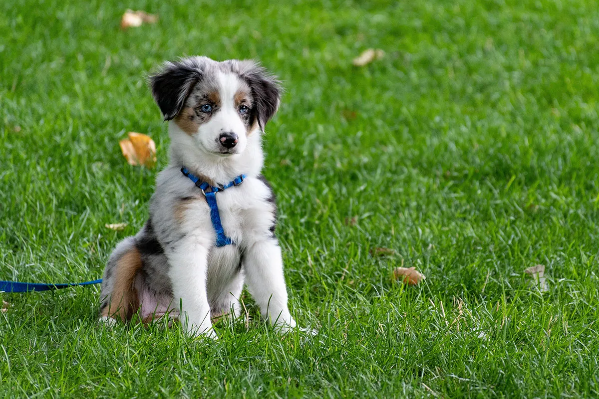 Supplements for puppies