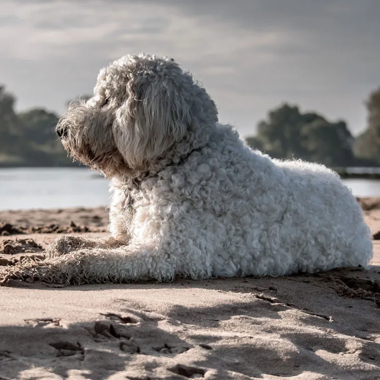 taking your dog on holiday