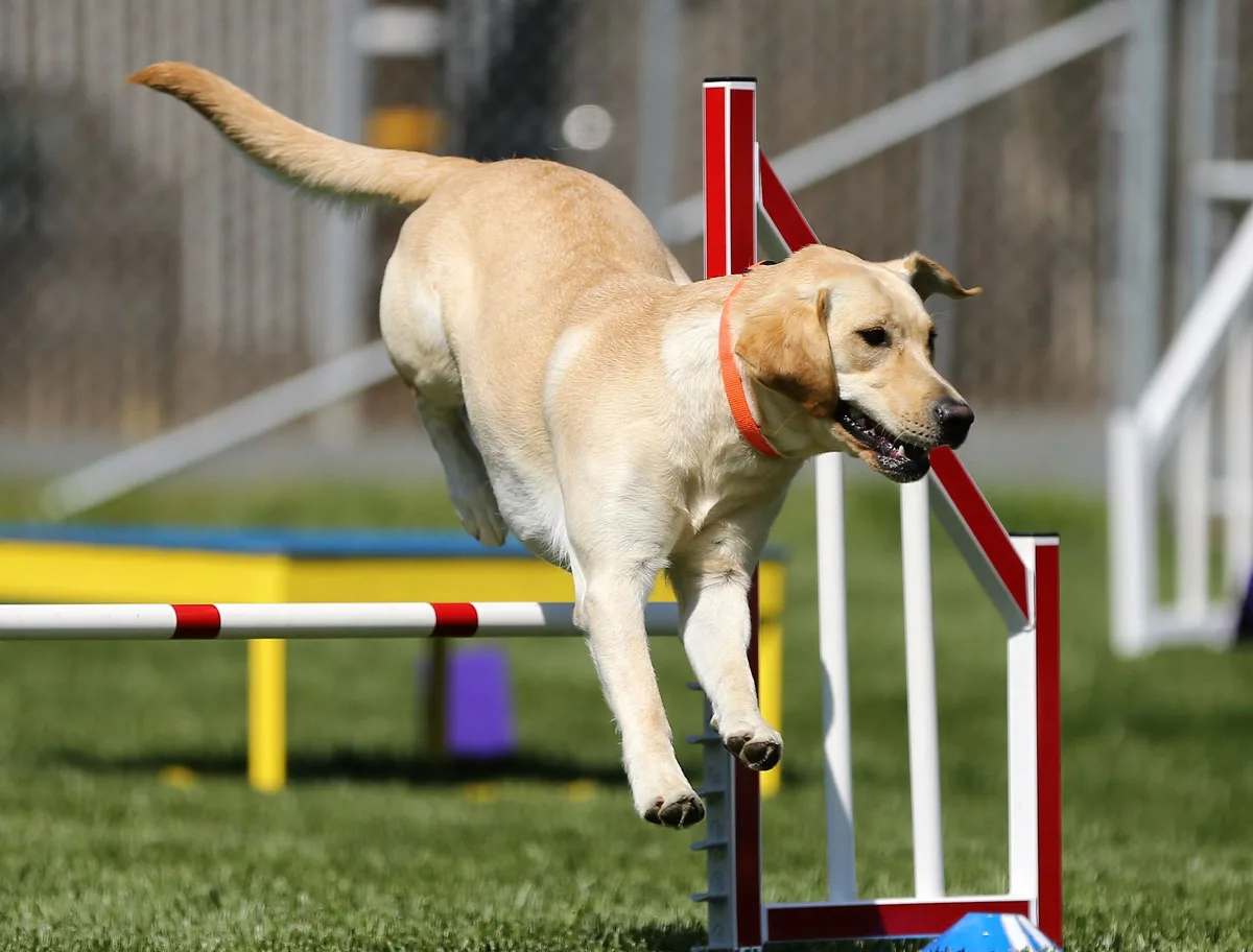 exercising your dog