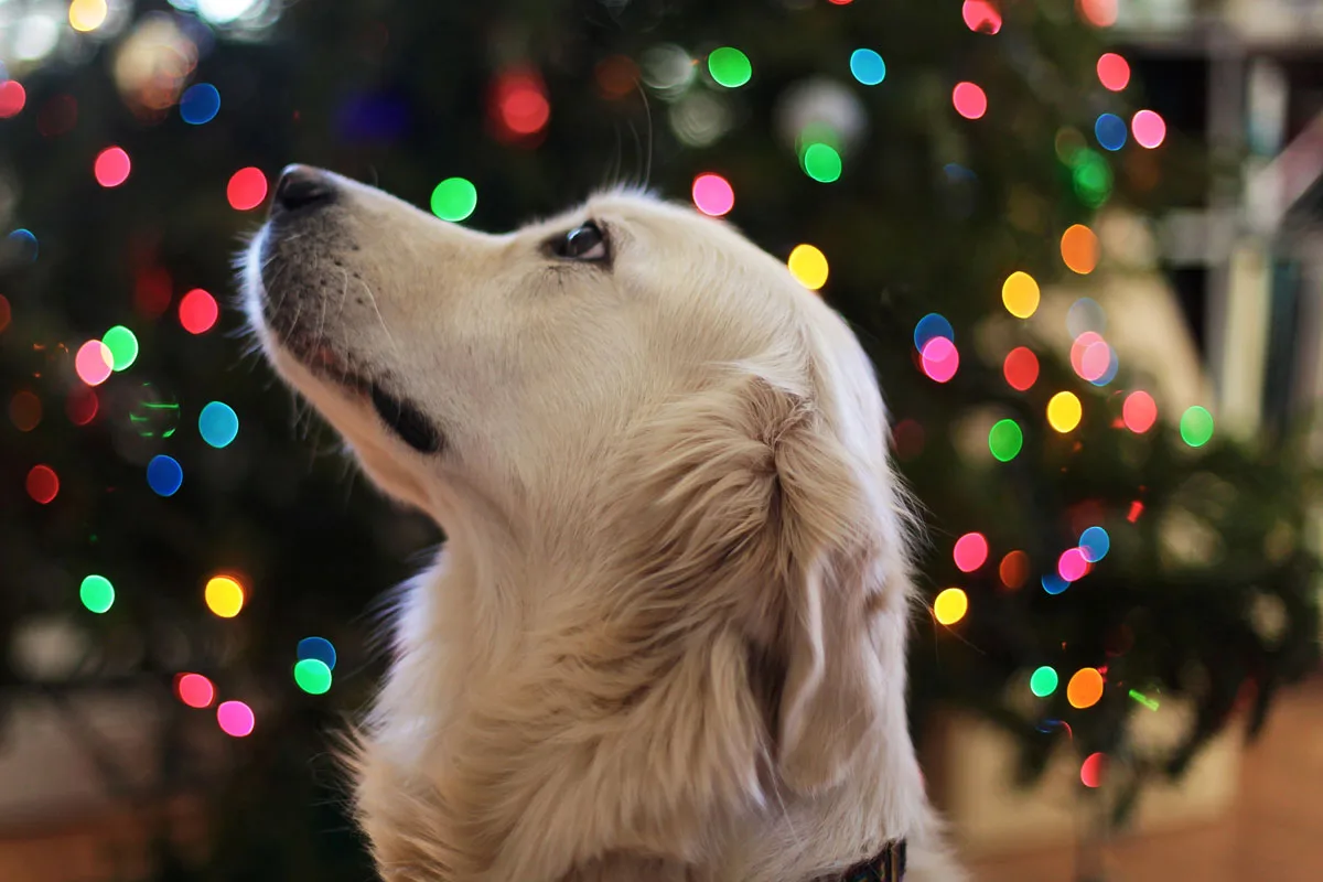 top tips for pet owners at Christmas