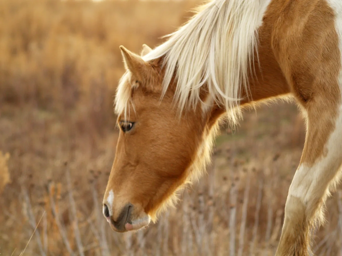 reduce stress for your horse