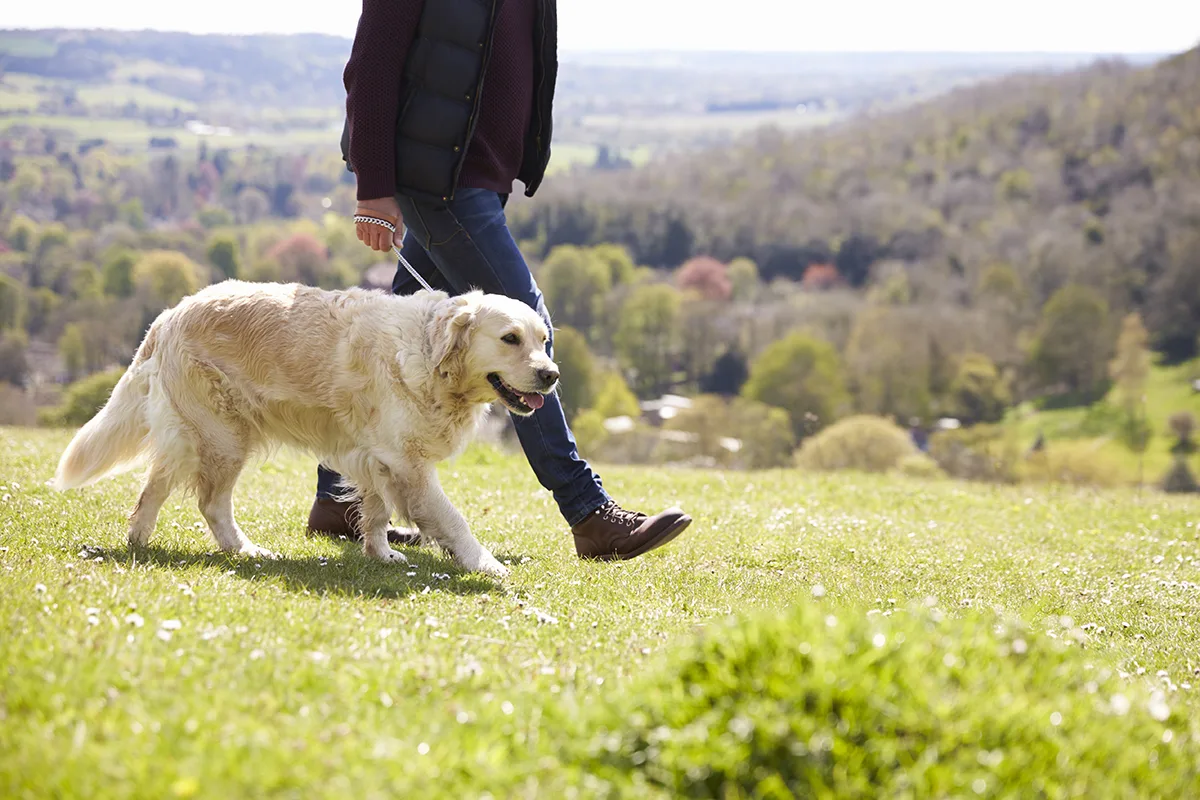 joint supplements for dogs