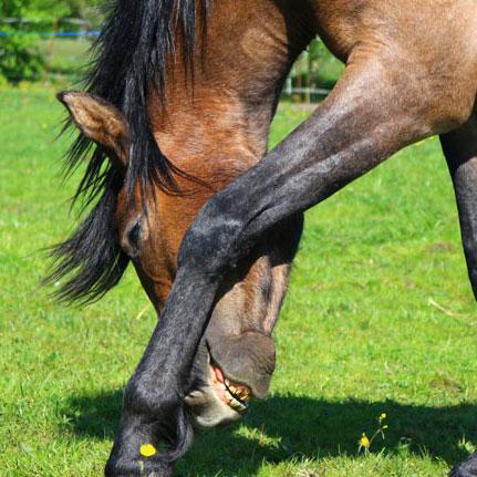 Maintain healthy joint function in horses