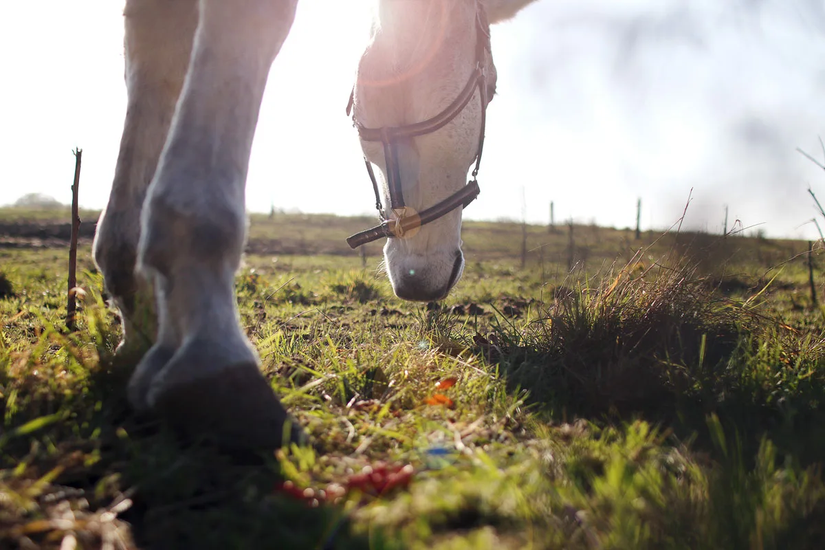 keep horses hooves healthy