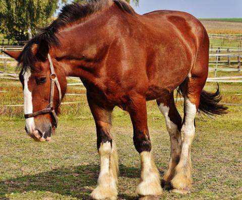 Biotin for horses