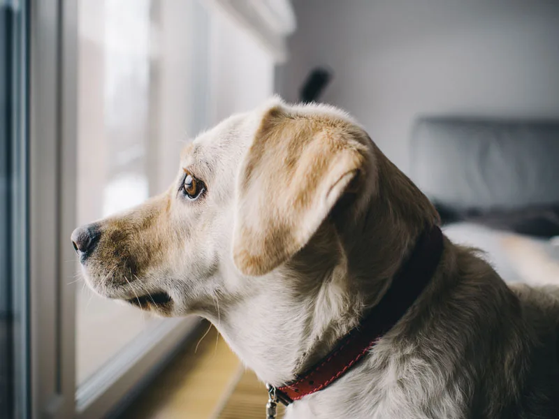 separation anxiety in dogs