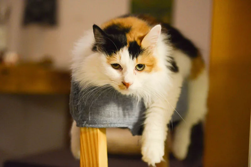 maintaining healthy weight in cats