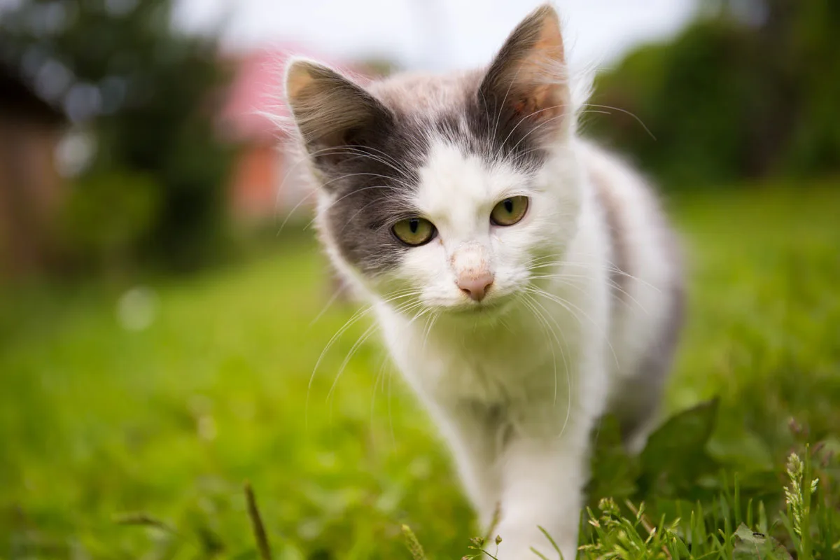 exercising your cat