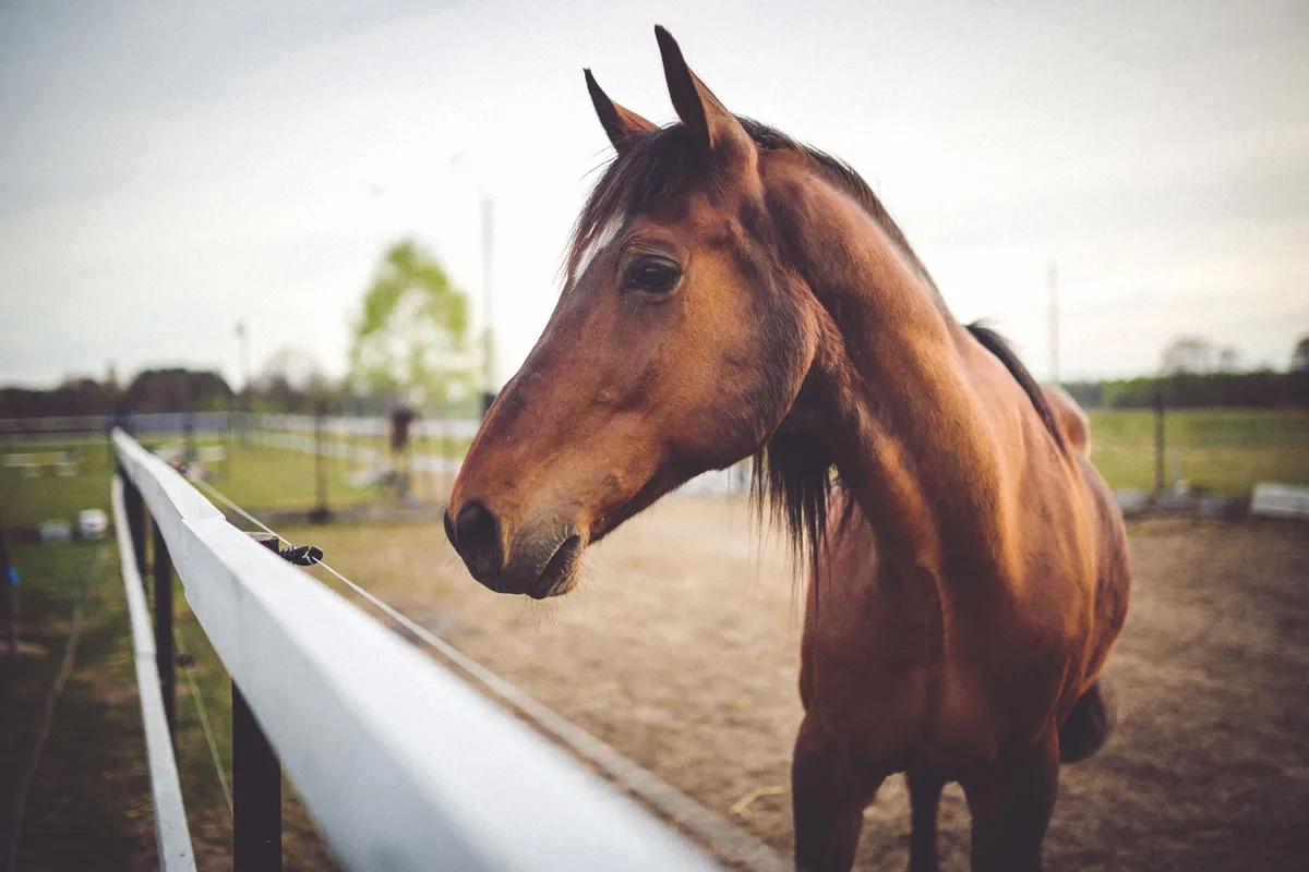 keep horses calm during fireworks