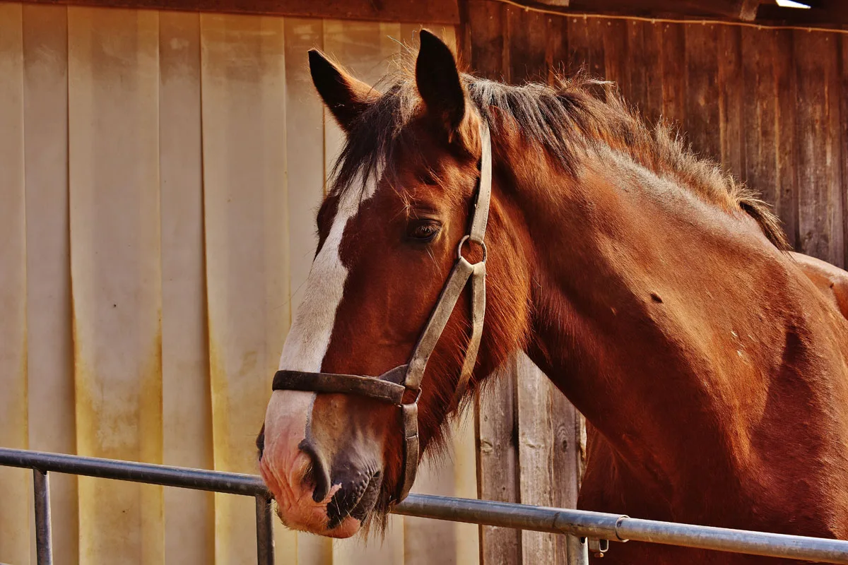 keep horses calm during travel