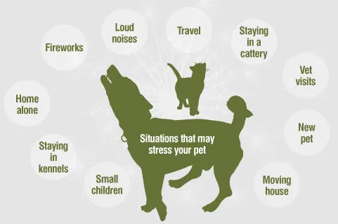 Behavioural issues in pets