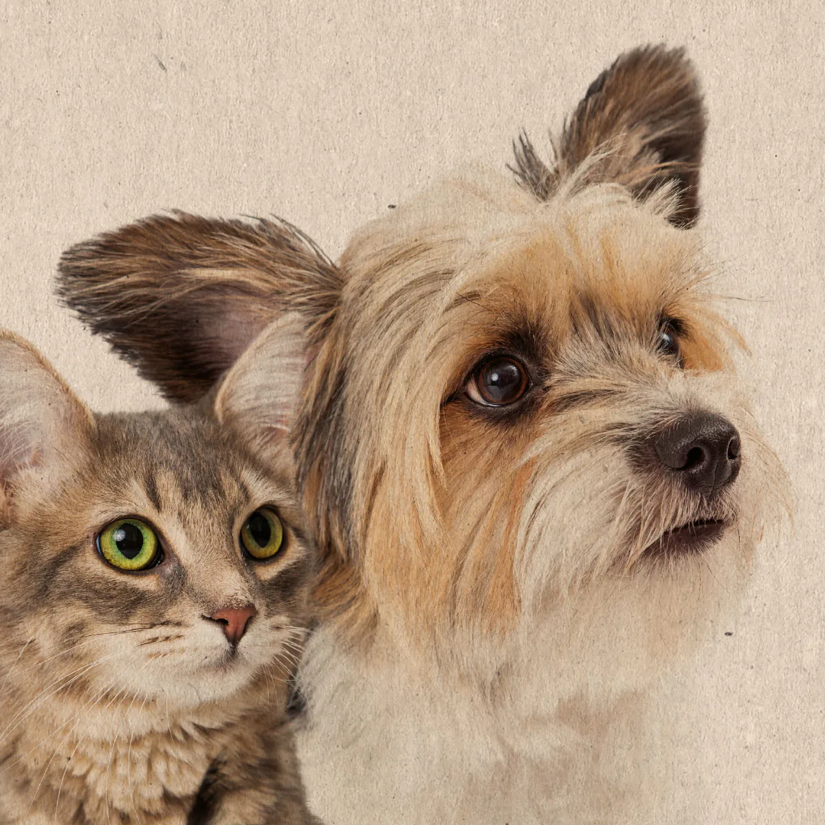 L-Tryptophan for dogs and cats