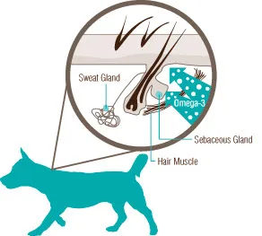 Skin and coat concerns in pets