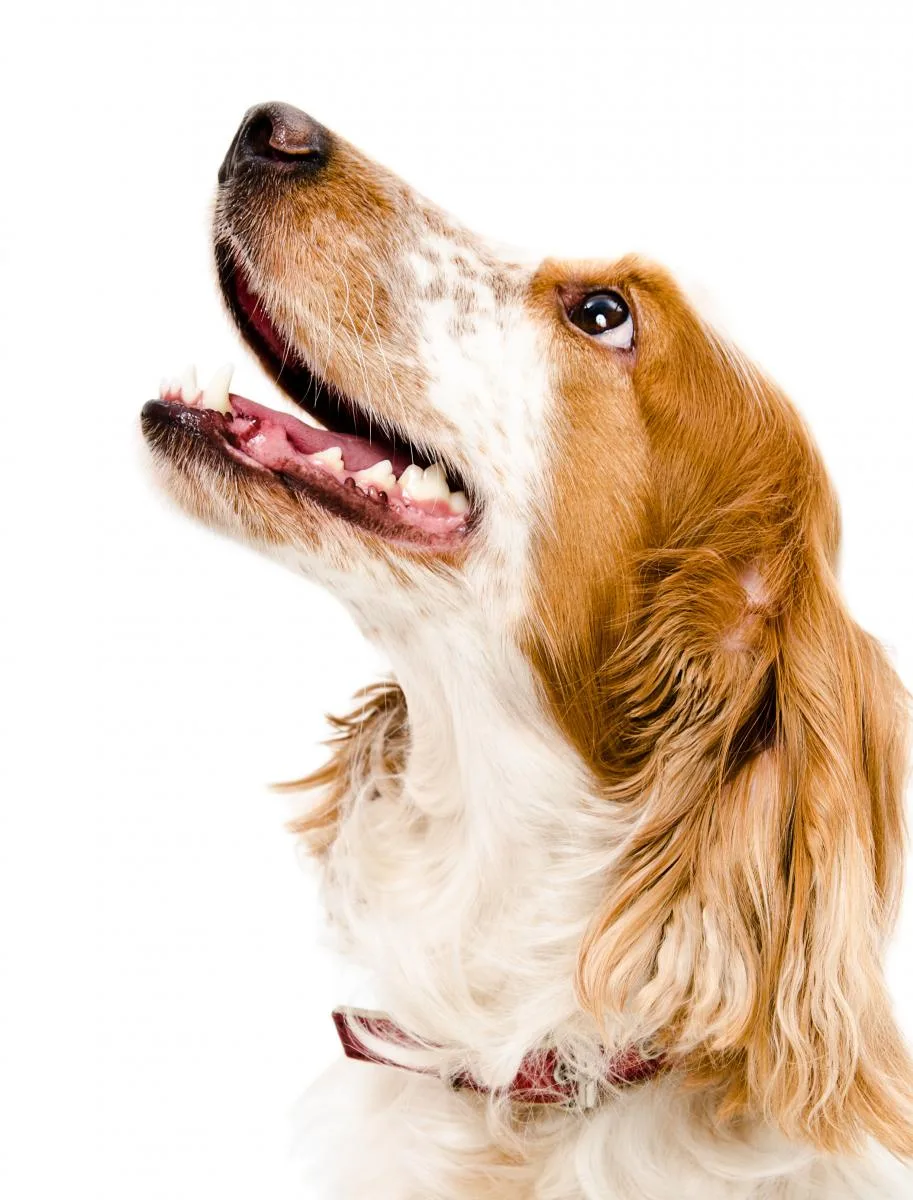 healthy teeth and gums in pets