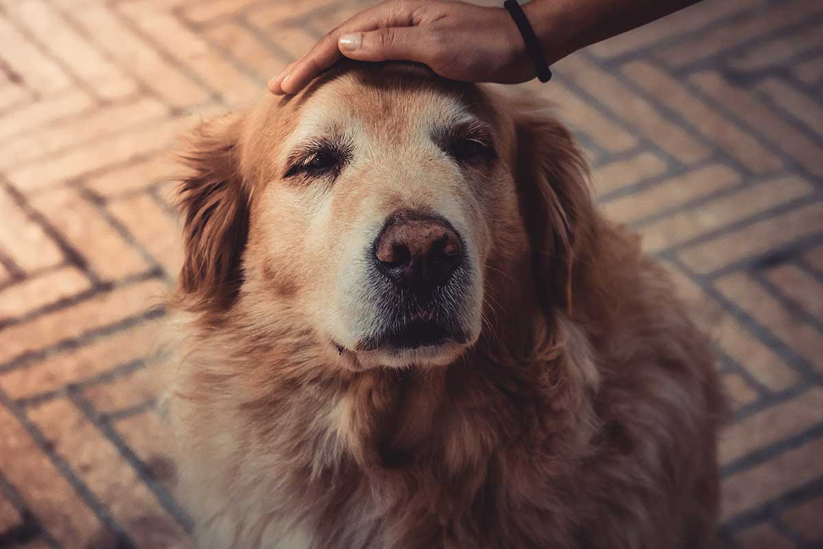 Caring for older pets