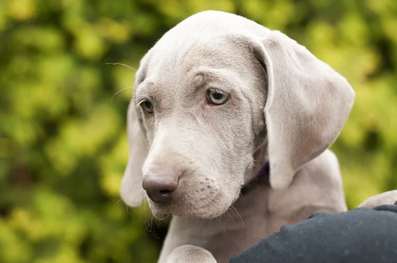 puppy training