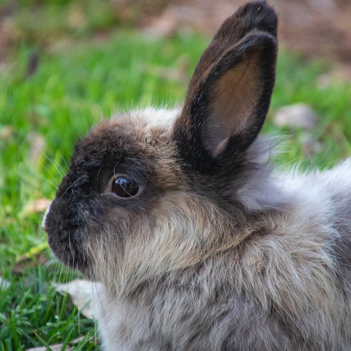 keep rabbits and small furries calm