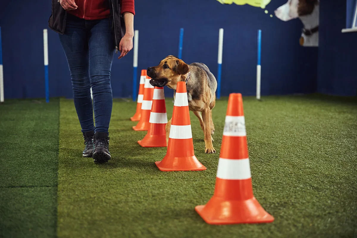 Brain training for dogs