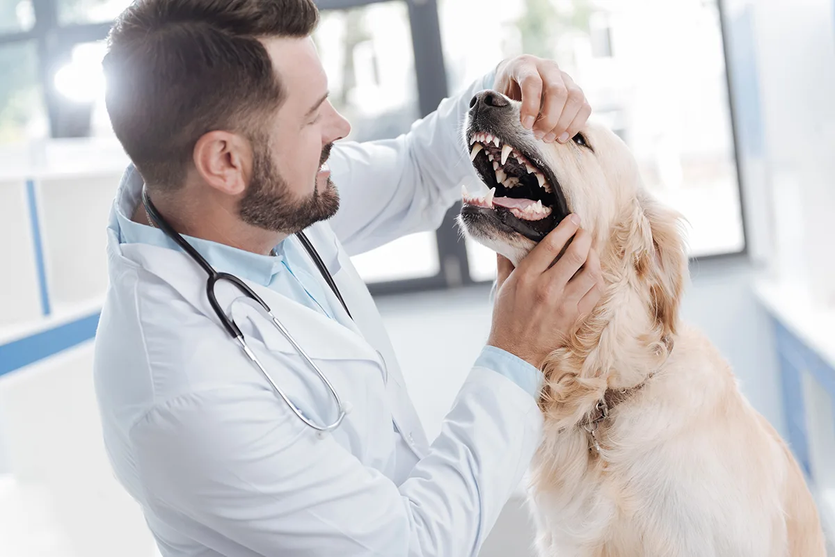 How to get plaque off dogs teeth