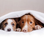 Top tips to keep pets calm during the fireworks