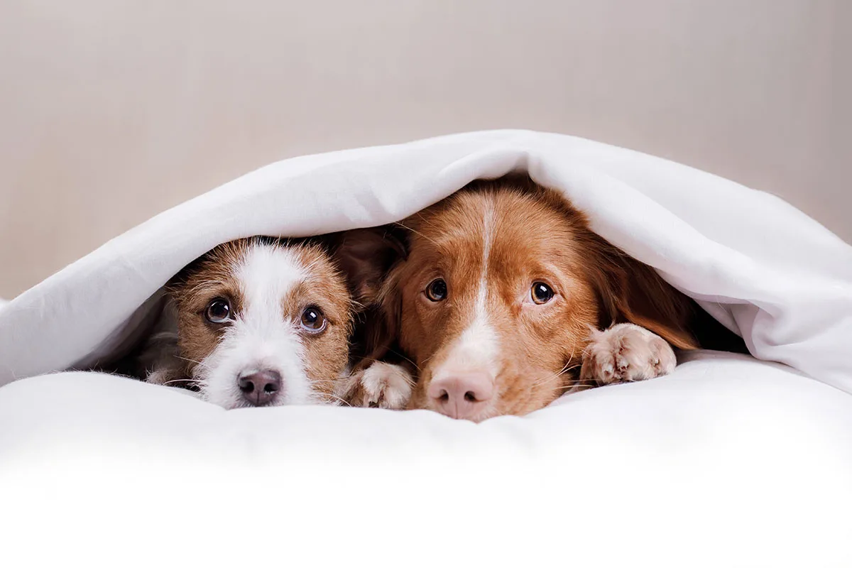 Top tips to keep pets calm during the fireworks