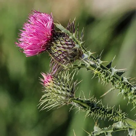 Milk Thistle for dogs and cats