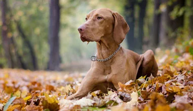 Top tips for pet owners during autumn