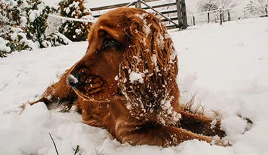 keeping pets safe during winter