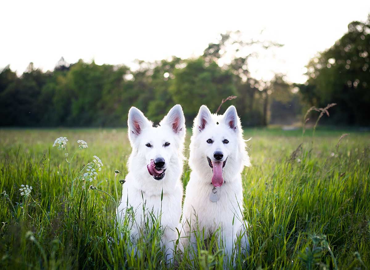 Kaolin for dogs and cats