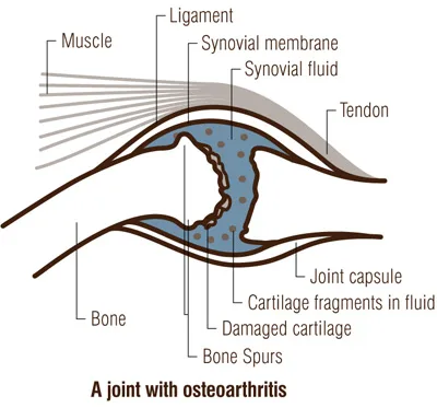 pet joint health