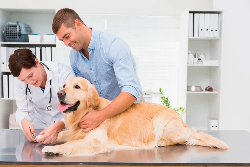 calm pets during vet visits